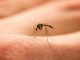 mosquito y virus del dengue