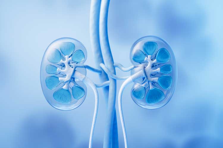 Crece el número de pacientes en terapia renal sustitutiva en España