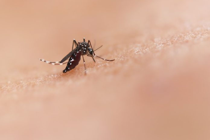 enfermedades-transmitidas-por-mosquitos-en-europa-prevencion Enfermedades transmitidas por mosquitos en Europa: prevención y riesgos actuales — Foto de National Institute of Allergy and Infectious Diseases en Unsplash
